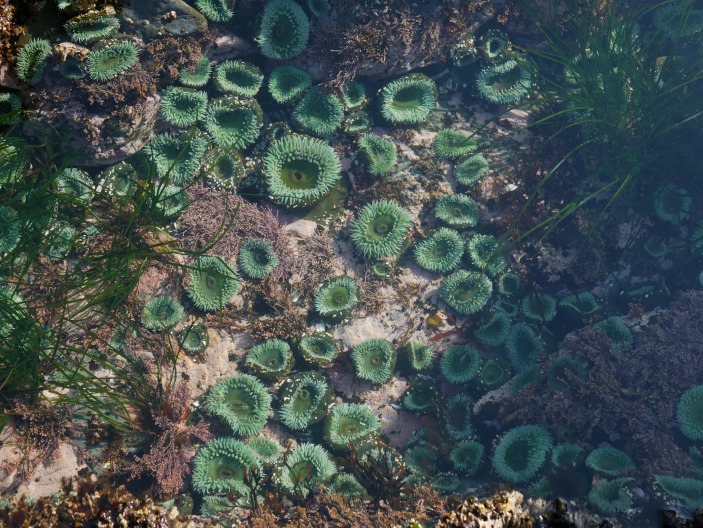 Sea anemones Sitka Alaska