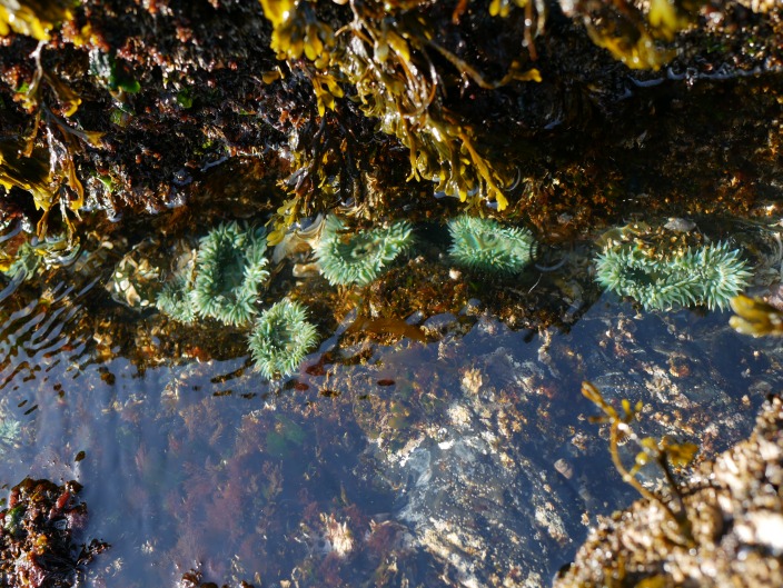 Seaweed and anemones