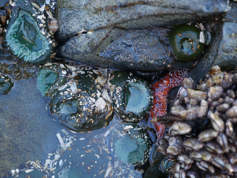 Underwater creatures Sitka Alaska